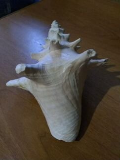 Ракушка сувенирная