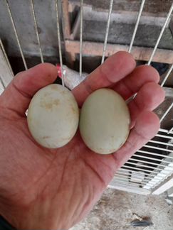 Цыплята,Инкубационное яйцо - фотография № 6