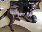 Бурманский кот на вязку объявление продам