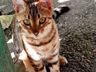 Бенгальская кошка случка объявление продам