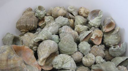 Морские ракушки
