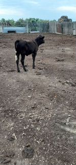 Корова с теленком - фотография № 4