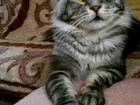 Кот Мейн-кун, вязка объявление продам