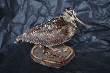 Чучело птицы вальдшнепа