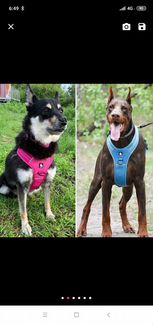 Шлейка для собак Truelove