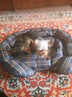 Лежанка для маленькой собаки