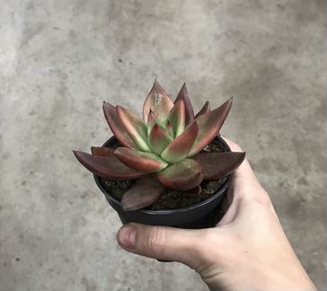 Эхеверия Таурус. Доставка