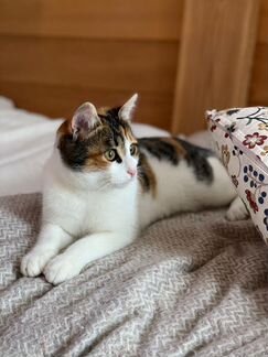 Кошка в добрые руки