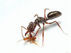 Odontomachus simillimus муравей капкан