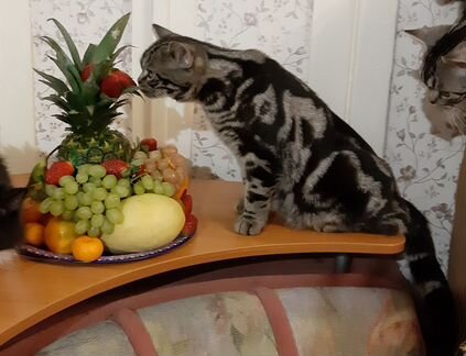 Американская короткошерстная кошка