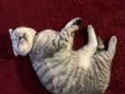 Шотландская вислоухая кошка вязка объявление продам