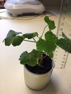 Пеларгония герань