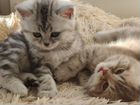 Шотландские мраморные котята