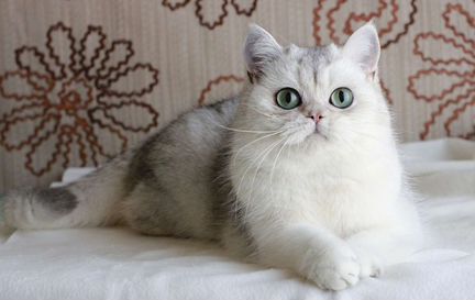 Британский серебристый кот с изумрудами