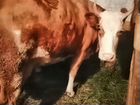 Корова дойная стельная объявление продам