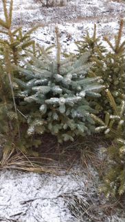 Ель голубая 