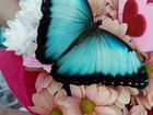 Живая тропическая бабочка Морфо
