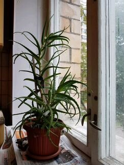 Домашние растения